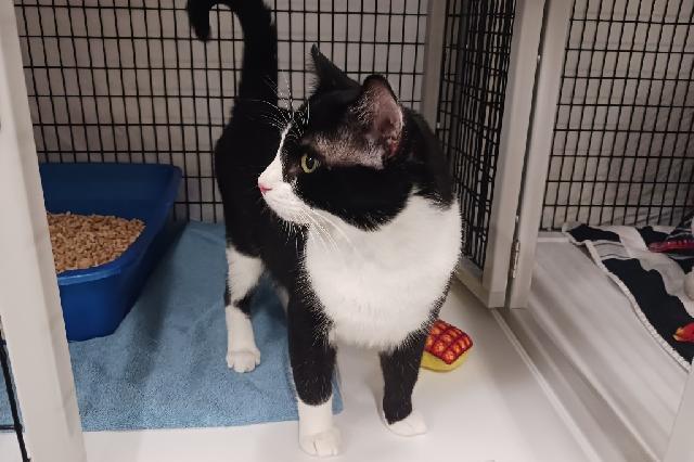 My name at SAFE Haven was Himbo and I was adopted!