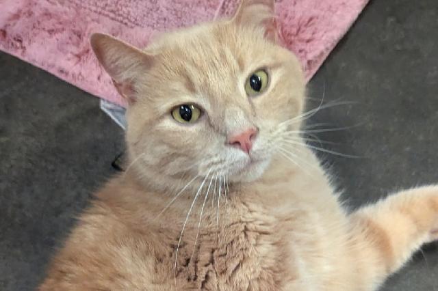 My name at SAFE Haven was Hermes and I was adopted!