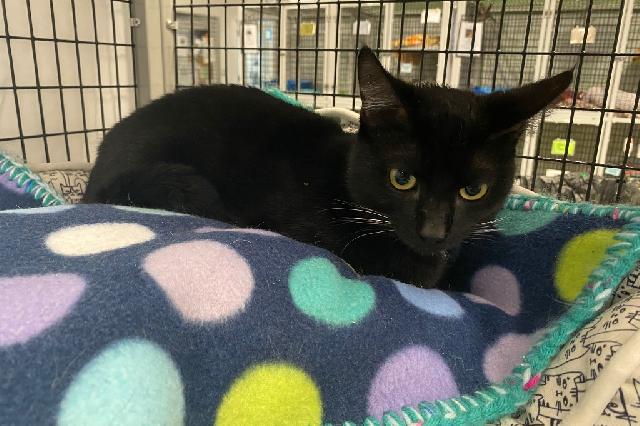 My name is Basalt and I am ready for adoption. Learn more about me!