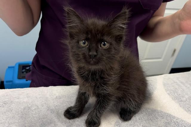 My name at SAFE Haven was Trembles and I was adopted!