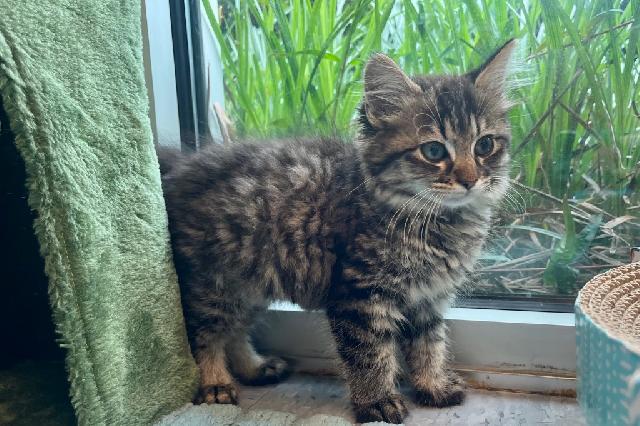 My name at SAFE Haven was Peridot and I was adopted!