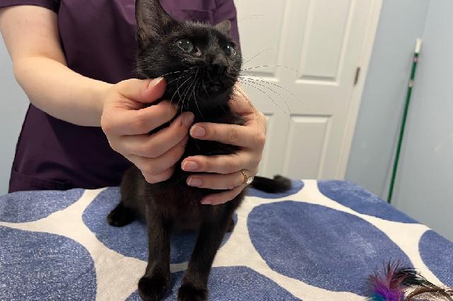My name is Lava and I am ready for adoption. Learn more about me!