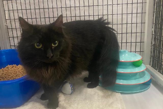 My name at SAFE Haven was Cocoon and I was adopted!