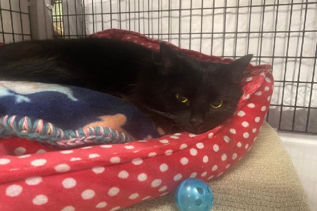 My name is Chrysalis and I am ready for adoption. Learn more about me!