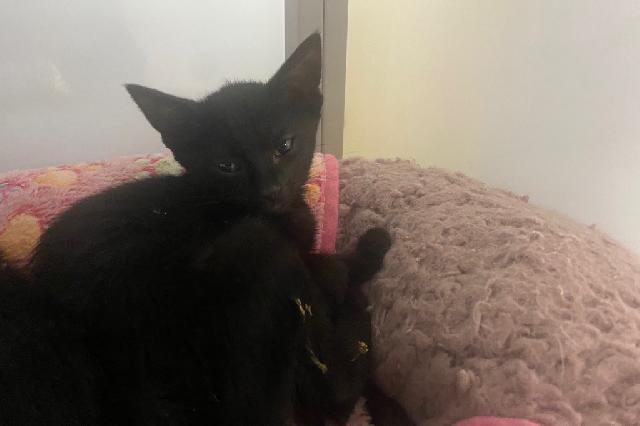 My name at SAFE Haven was Italian Wedding Soup and I was adopted!