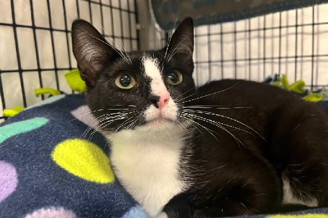 My name is Urchin and I am ready for adoption. Learn more about me!