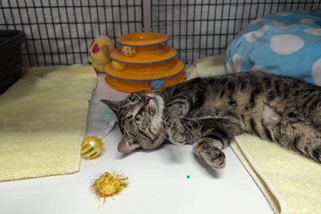 My name is Dr. Thunder and I am ready for adoption. Learn more about me!