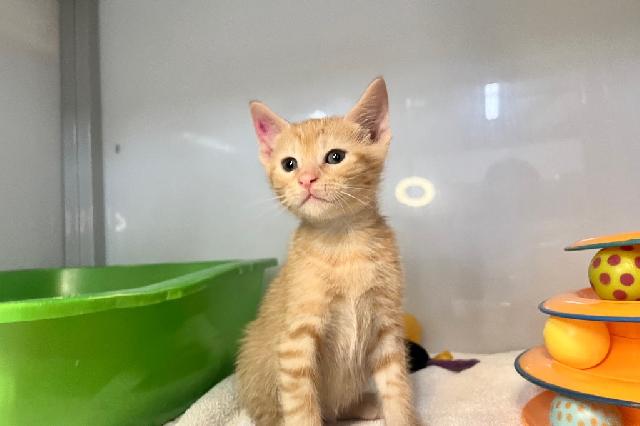 My name is Vaporeon and I am ready for adoption. Learn more about me!