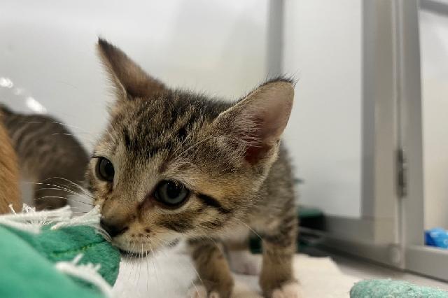 My name is Leafeon and I am ready for adoption. Learn more about me!
