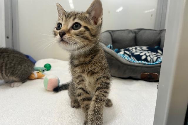 My name is Umbreon and I am ready for adoption. Learn more about me!