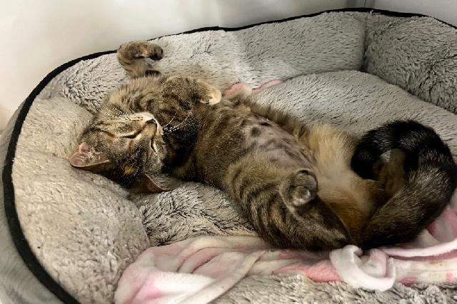 My name is Eevee and I am ready for adoption. Learn more about me!