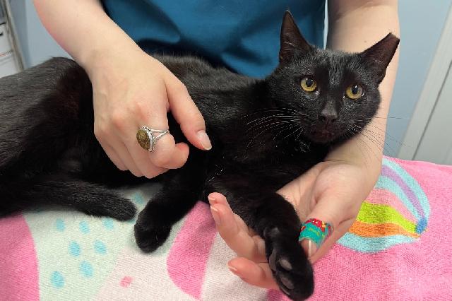 My name is Bat Cat and I am ready for adoption. Learn more about me!