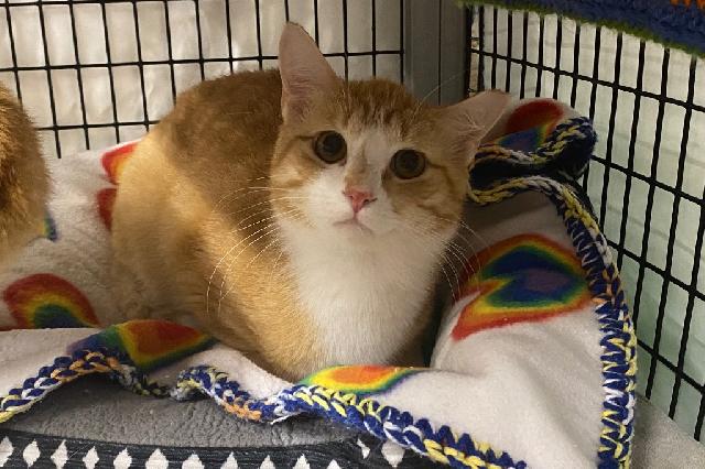 My name is Cheese Curd and I am ready for adoption. Learn more about me!