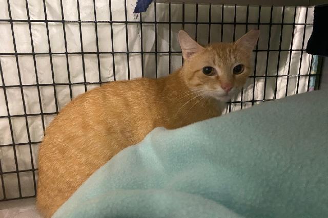 My name is Salted Egg Yolk and I am ready for adoption. Learn more about me!