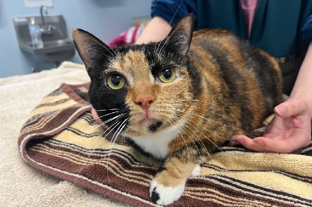 My name is Cheetarah and I am ready for adoption. Learn more about me!
