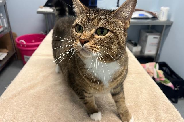 My name is Tyger and I am ready for adoption. Learn more about me!