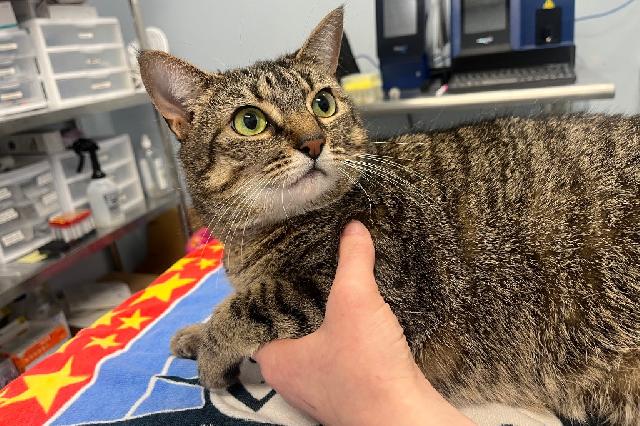 My name is Chocolatini and I am ready for adoption. Learn more about me!