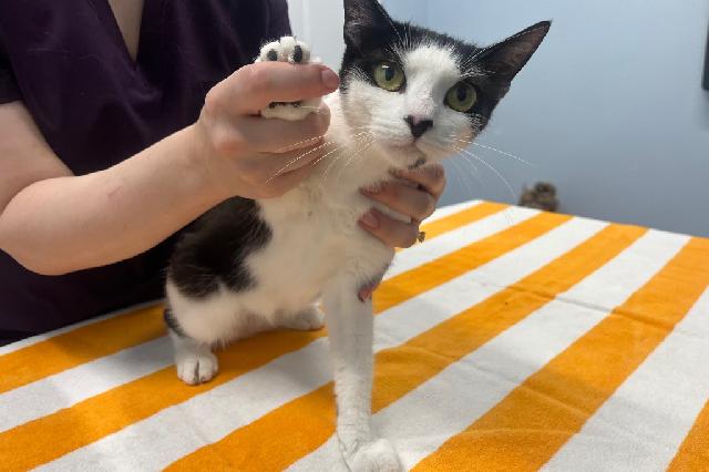 My name at SAFE Haven was Reanne and I was adopted!