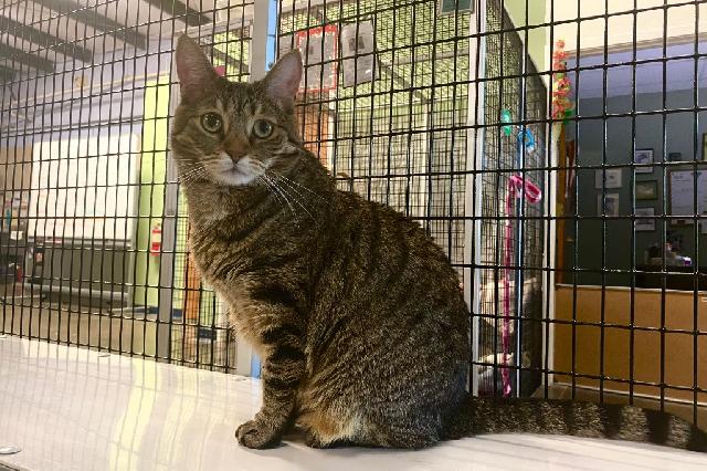My name is Vyana and I am ready for adoption. Learn more about me!