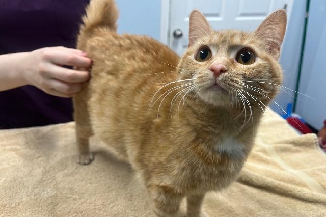 My name is Ginifer and I am ready for adoption. Learn more about me!