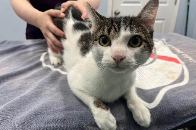 My name is Willy Wonka and I am ready for adoption. Learn more about me!