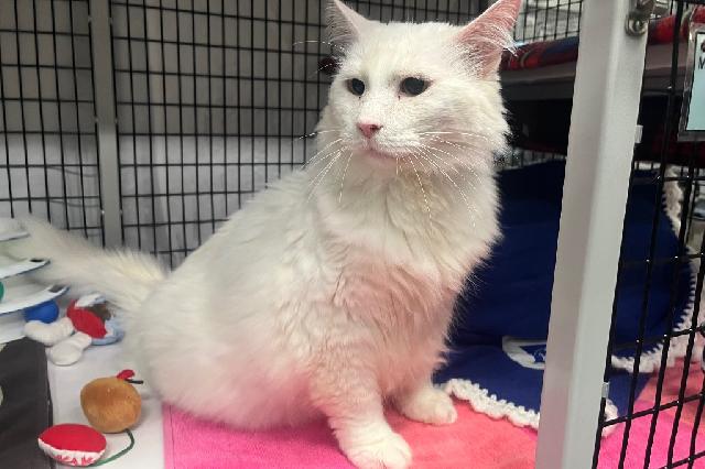My name is Polar Bear and I am ready for adoption. Learn more about me!