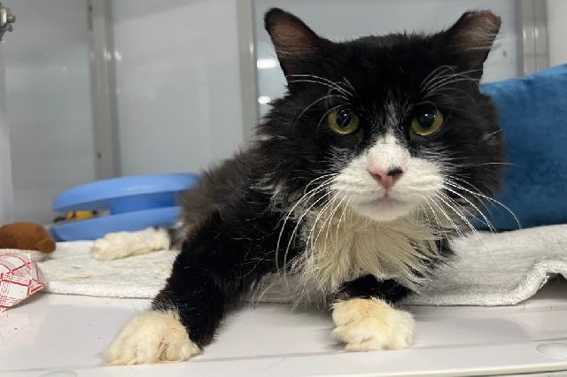 My name is The Stallion and I am ready for adoption. Learn more about me!