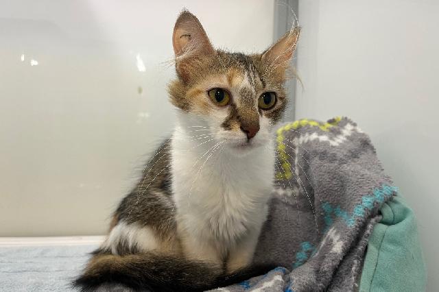 My name at SAFE Haven was Red Herring and I was adopted!