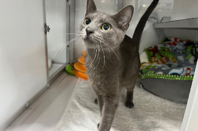 My name is Buggy and I am ready for adoption. Learn more about me!