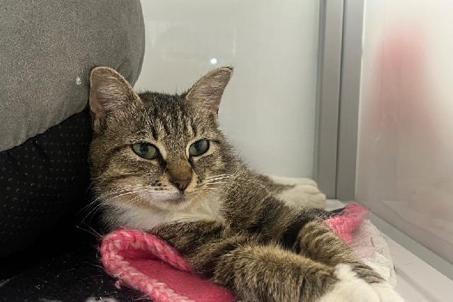 My name is Amberjack and I am ready for adoption. Learn more about me!