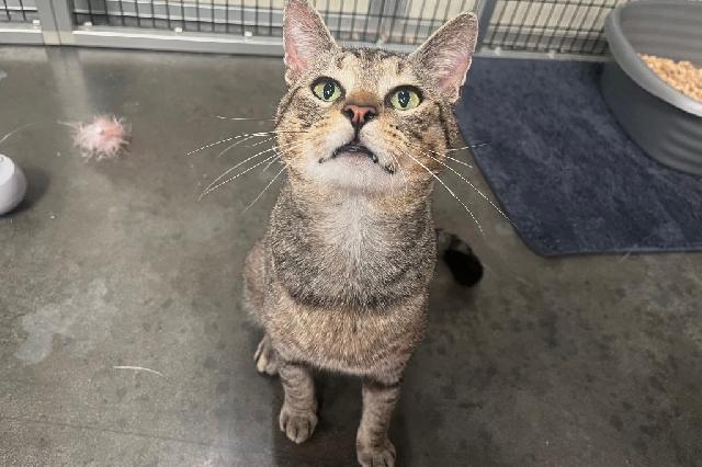 My name is Coriander and I am ready for adoption. Learn more about me!