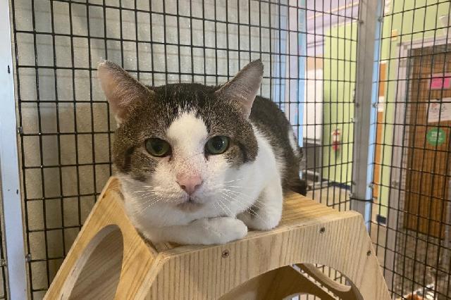 My name is Fento and I am ready for adoption. Learn more about me!