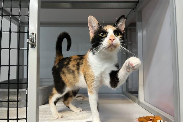 My name at SAFE Haven was It Girl and I was adopted!