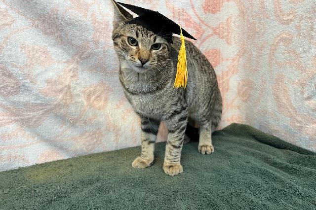 My name is Sixpence and I am ready for adoption. Learn more about me!