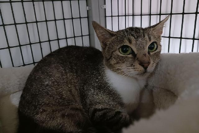My name is Mama Biscuits and I am ready for adoption. Learn more about me!
