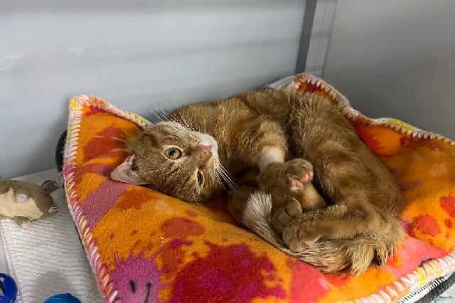 My name at SAFE Haven was Jailbreak and I was adopted!