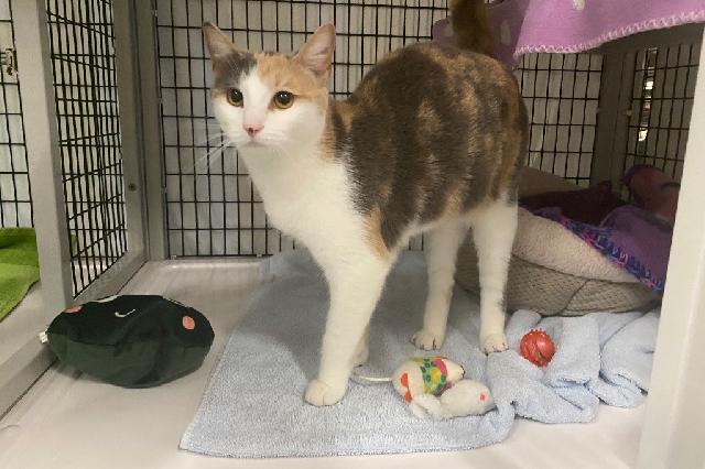 My name is Cheese Burglar and I am ready for adoption. Learn more about me!