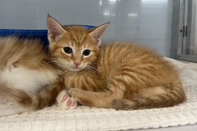 My name is Sebright and I am ready for adoption. Learn more about me!