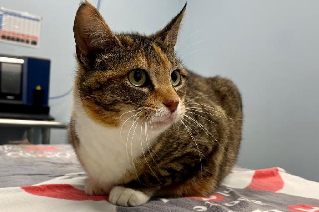 My name is Dream Cloud and I am ready for adoption. Learn more about me!
