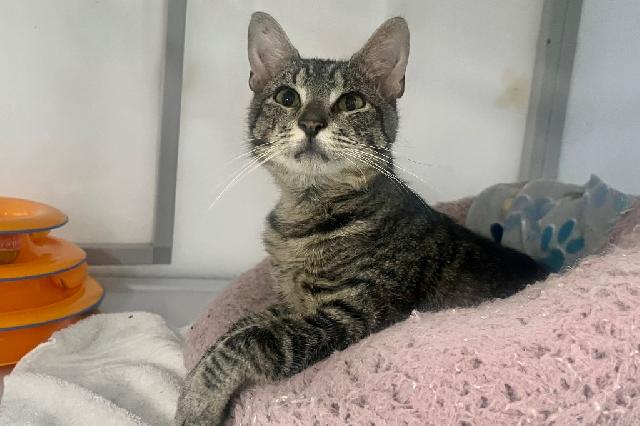 My name is Celery Seed and I am ready for adoption. Learn more about me!