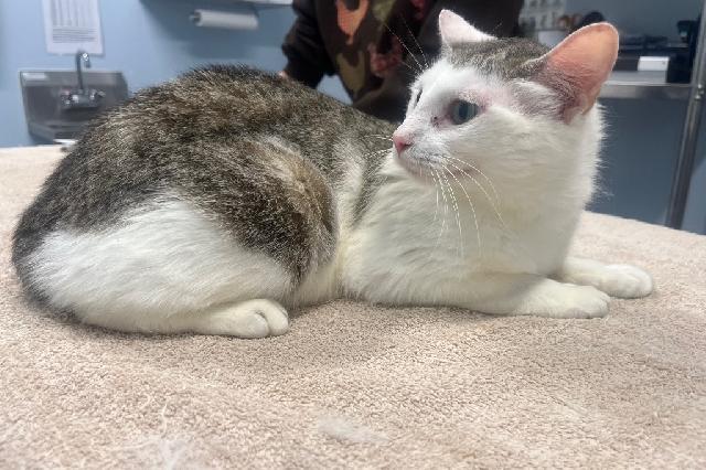 My name is Memphis Tea and I am ready for adoption. Learn more about me!