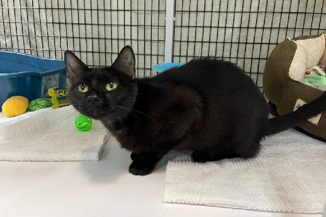 My name is Catmint and I am ready for adoption. Learn more about me!