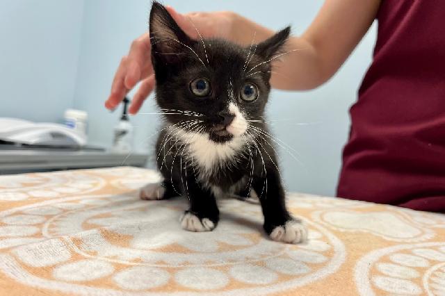 My name is Olino and I am ready for adoption. Learn more about me!