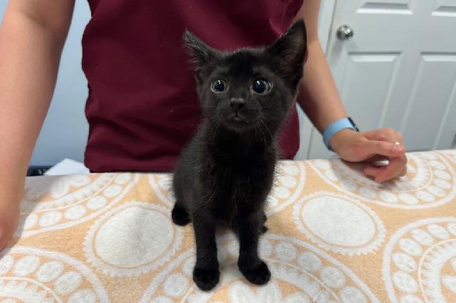 My name is Akina and I am ready for adoption. Learn more about me!