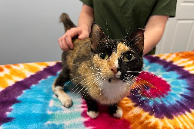My name is Girasol and I am ready for adoption. Learn more about me!