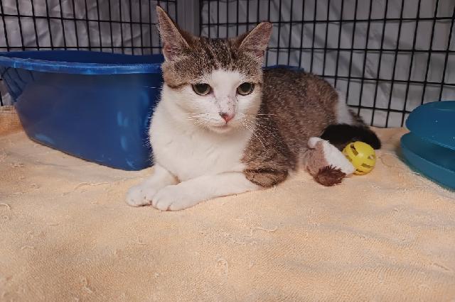 My name is Charlaine and I am ready for adoption. Learn more about me!