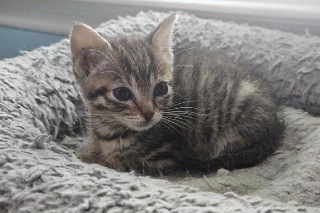 My name is Malakai and I am ready for adoption. Learn more about me!