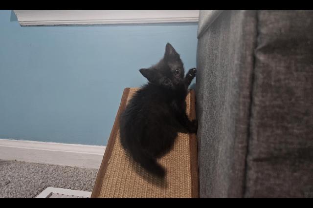 My name is Maribeth and I am ready for adoption. Learn more about me!