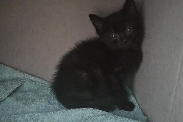 My name is Mardella and I am ready for adoption. Learn more about me!