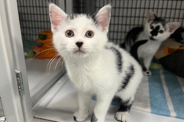 My name at SAFE Haven was Pipina and I was adopted!